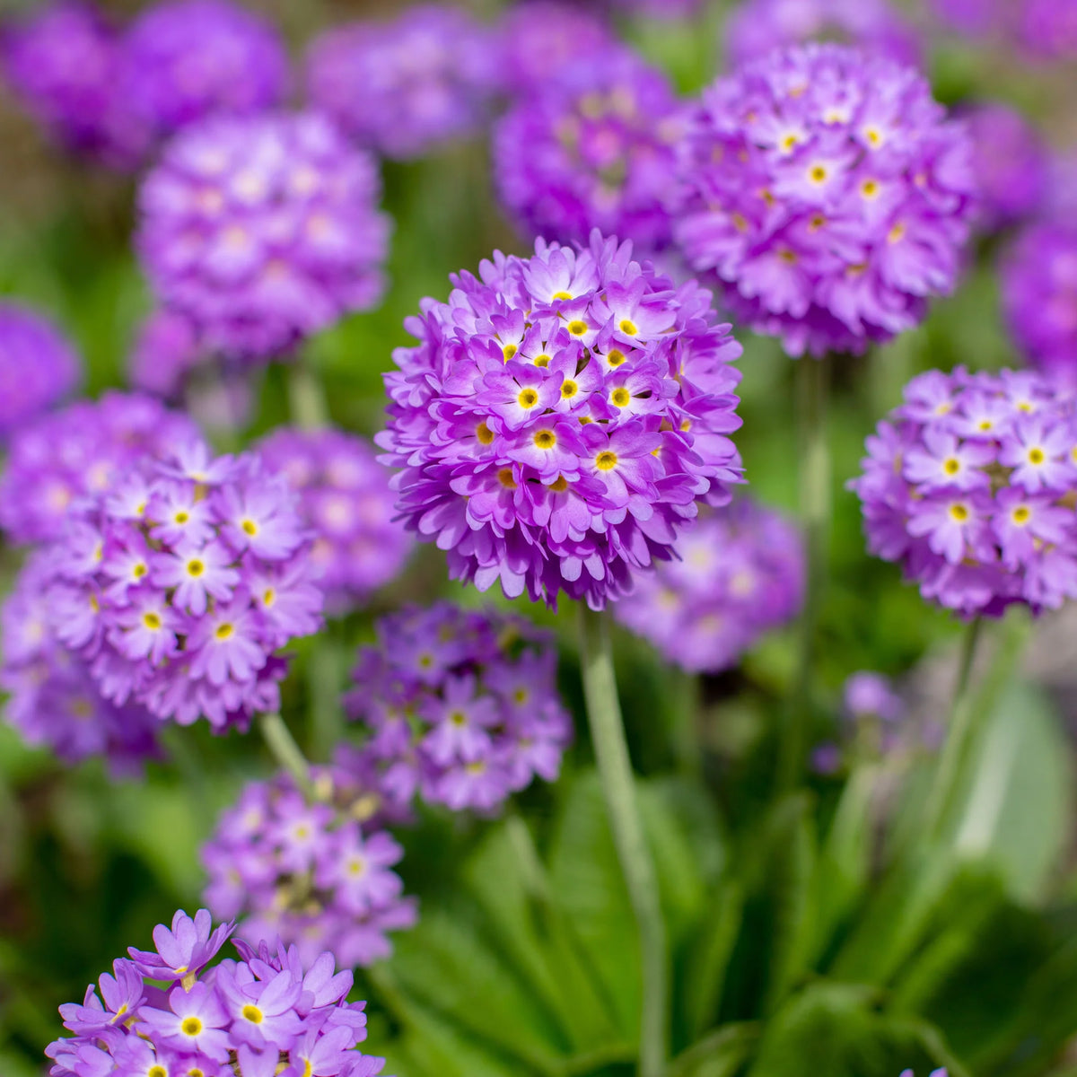 Kerapiimula 'Prom Lilac'