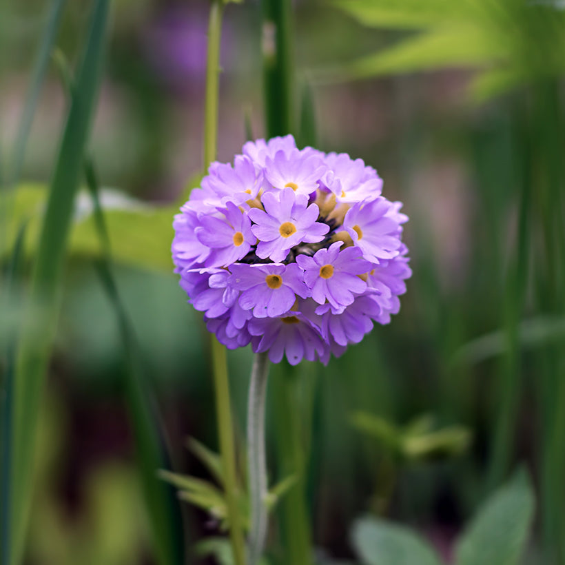 Kerapiimula 'Prom Lilac'