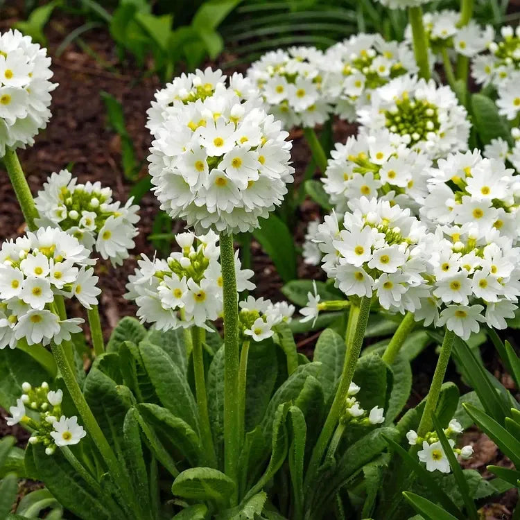 Kerapiimula 'Prom White'