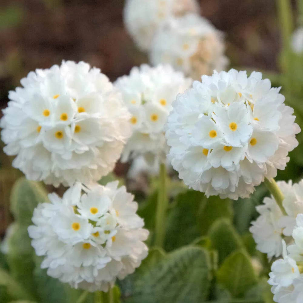 Kerapiimula 'Prom White'