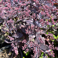 Kikkahari 'Globe Purple'