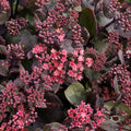 Kikkahari 'Globe Purple'