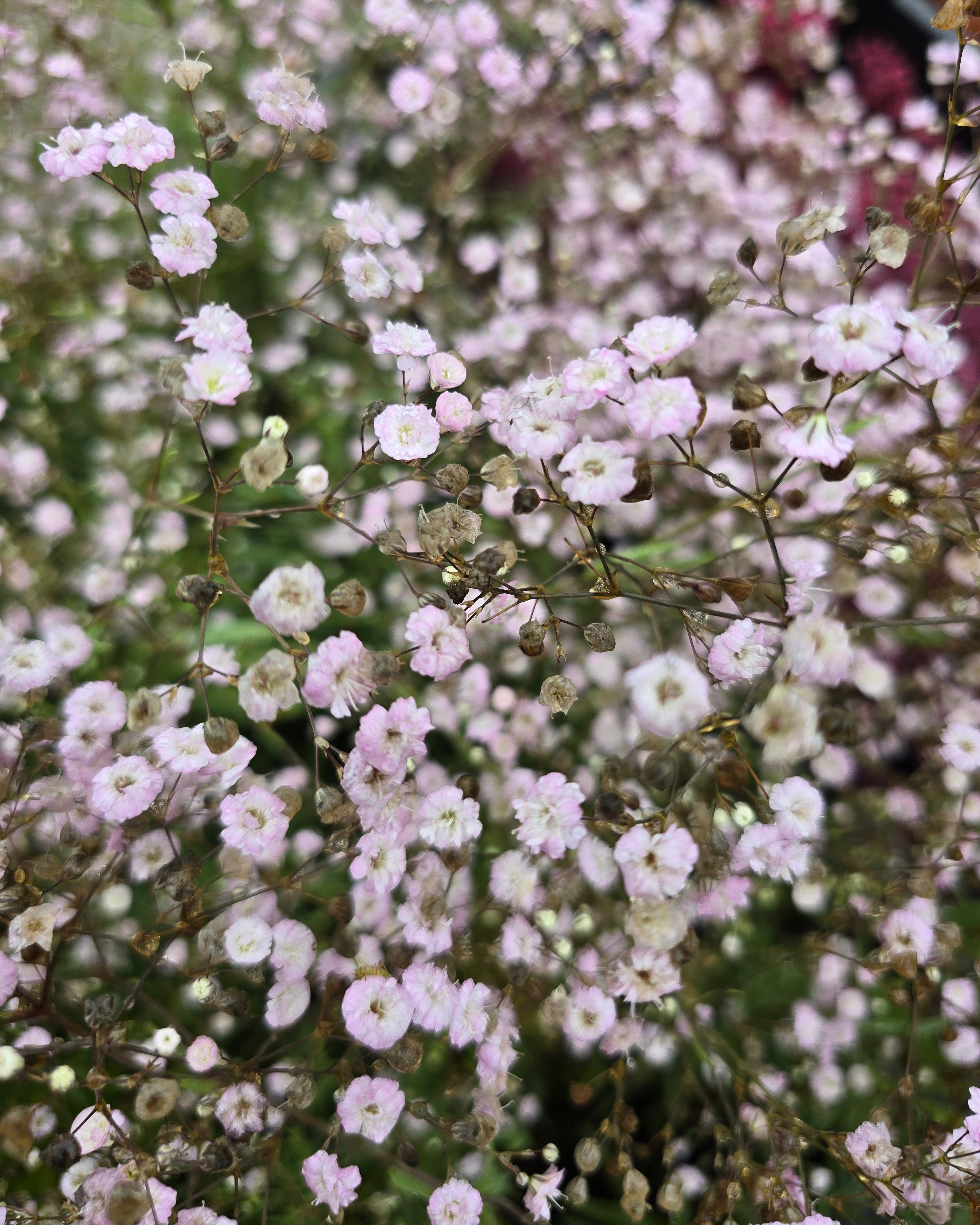 Kipslill 'Rosenschleier'