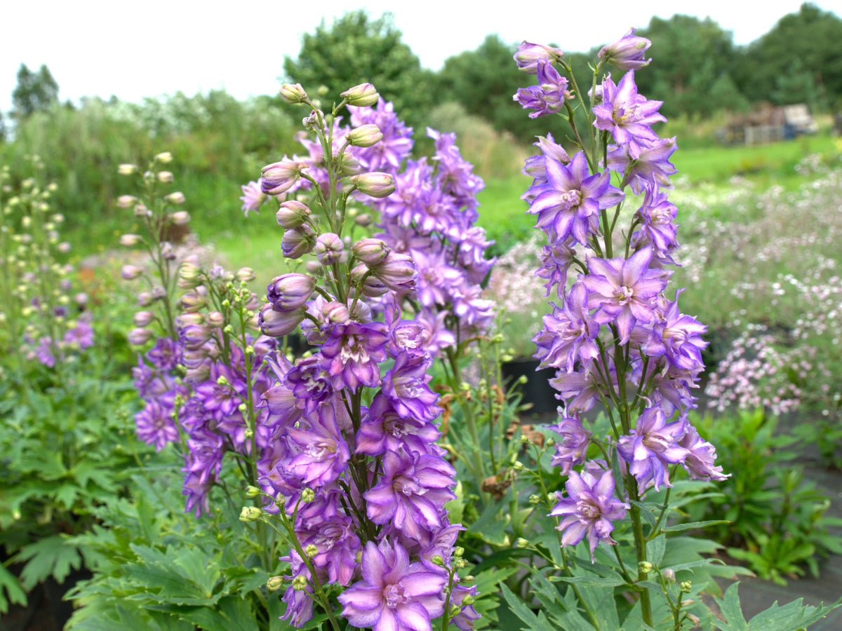 Kukekannus Delgenius 'Breezin'