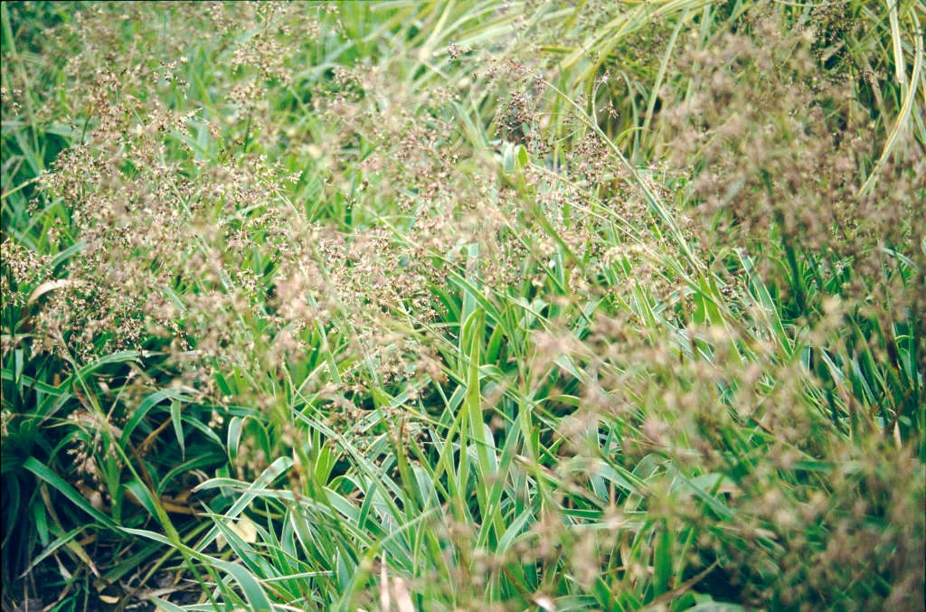 Mets-piiphein 'Aureomarginata'