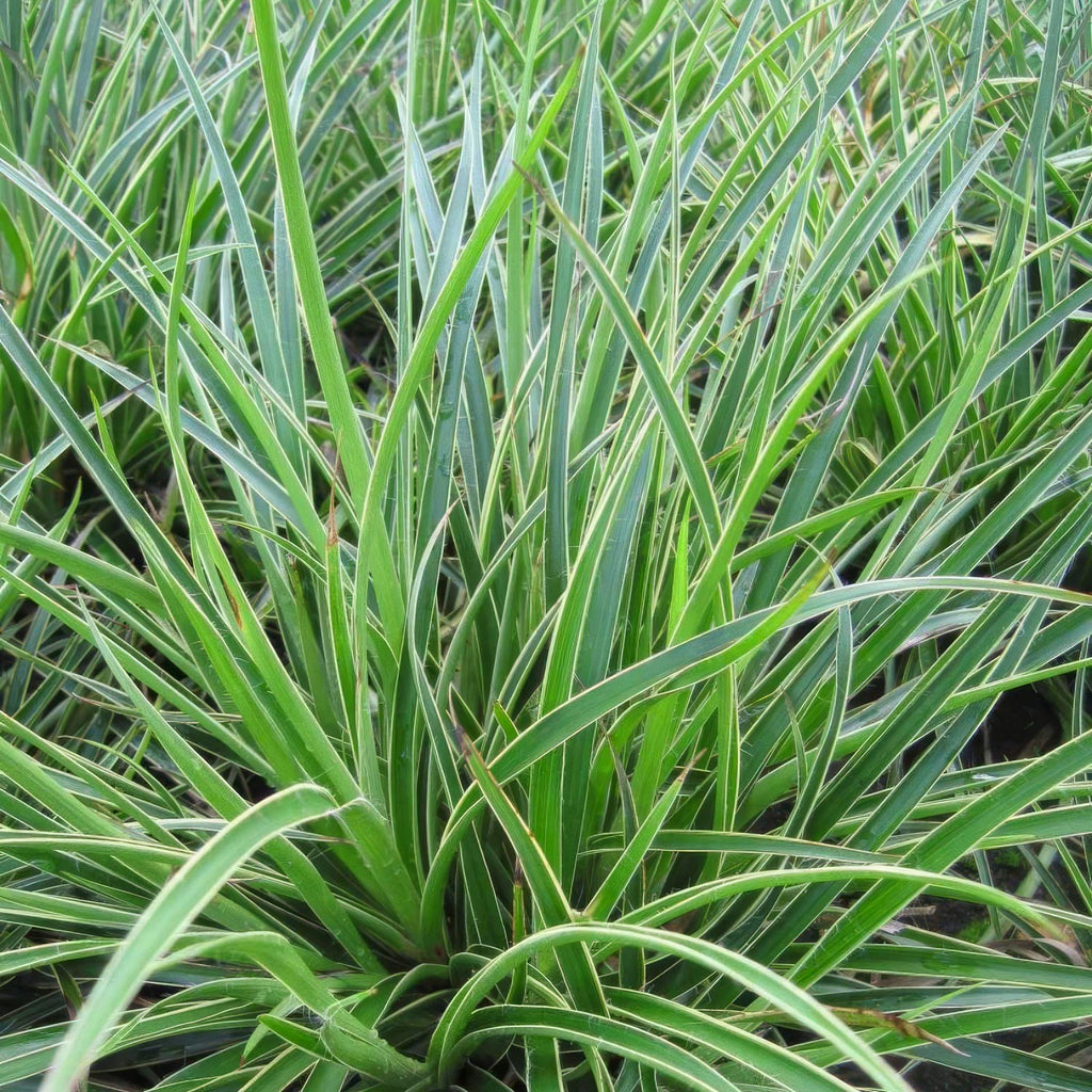 Mets-piiphein 'Aureomarginata'