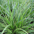 Mets-piiphein 'Aureomarginata'