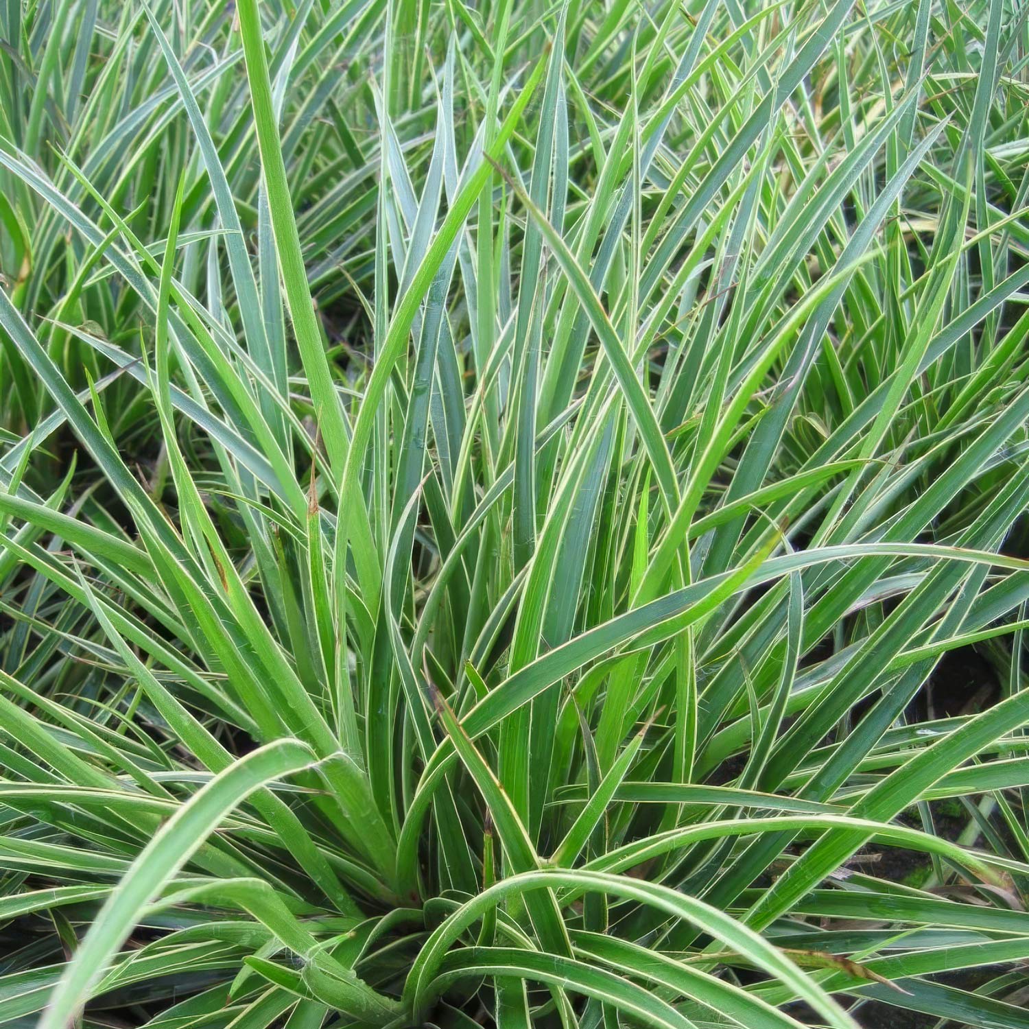 Mets-piiphein 'Aureomarginata'