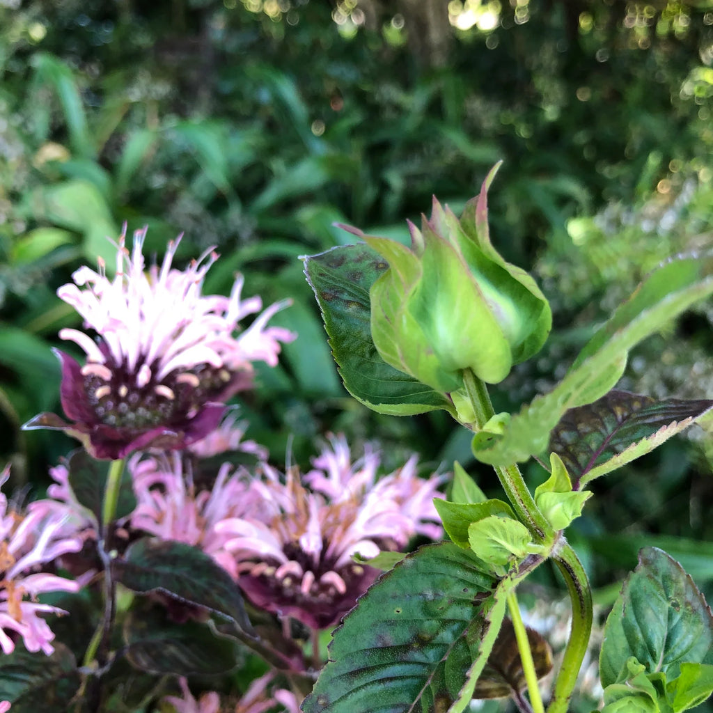 Monarda 'Ou Charm'