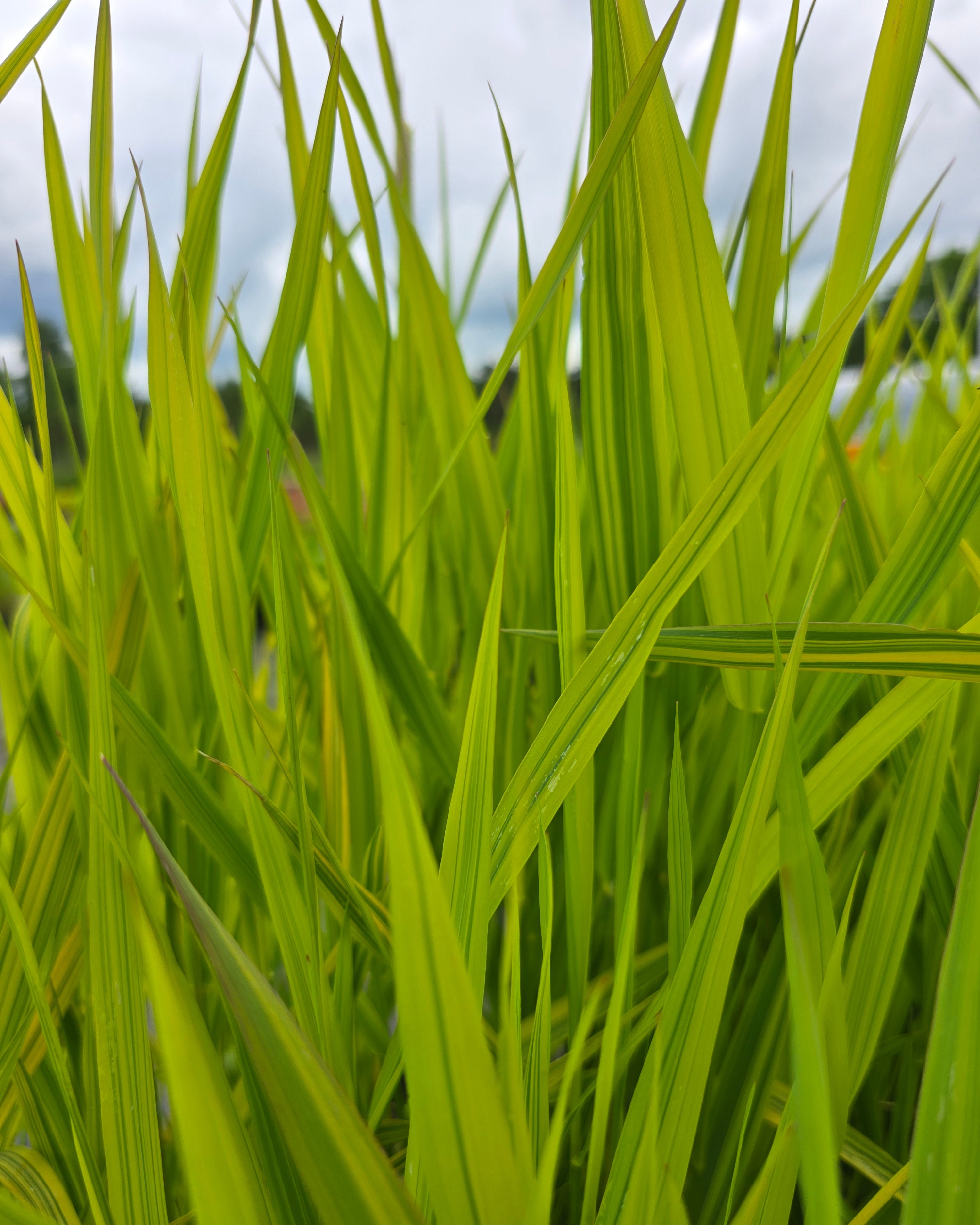 Päideroog 'Arctic Sun'