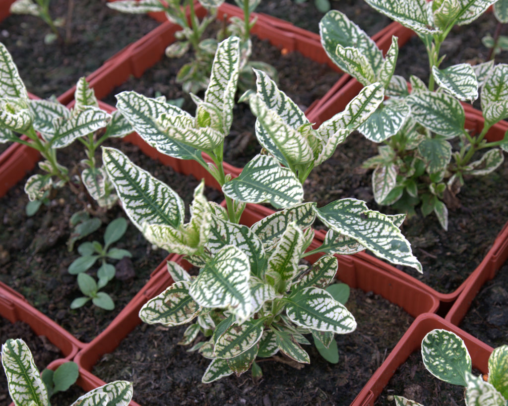 Päikesesilm 'Loraine Sunshine'