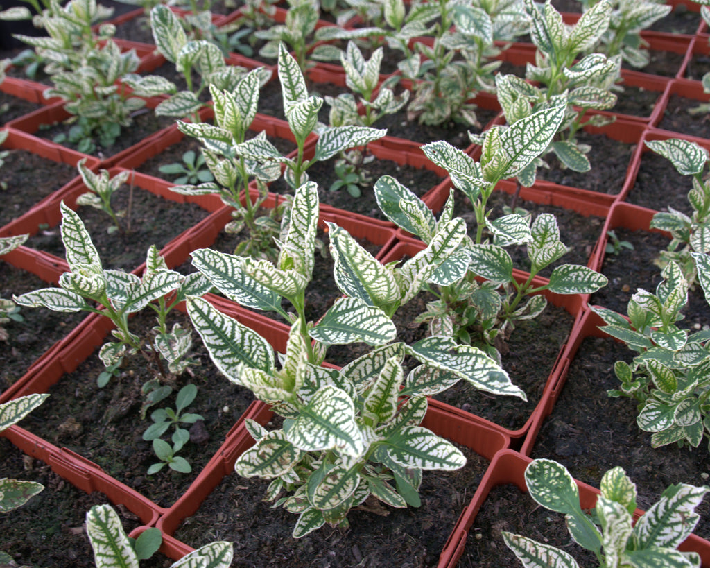 Päikesesilm 'Loraine Sunshine'