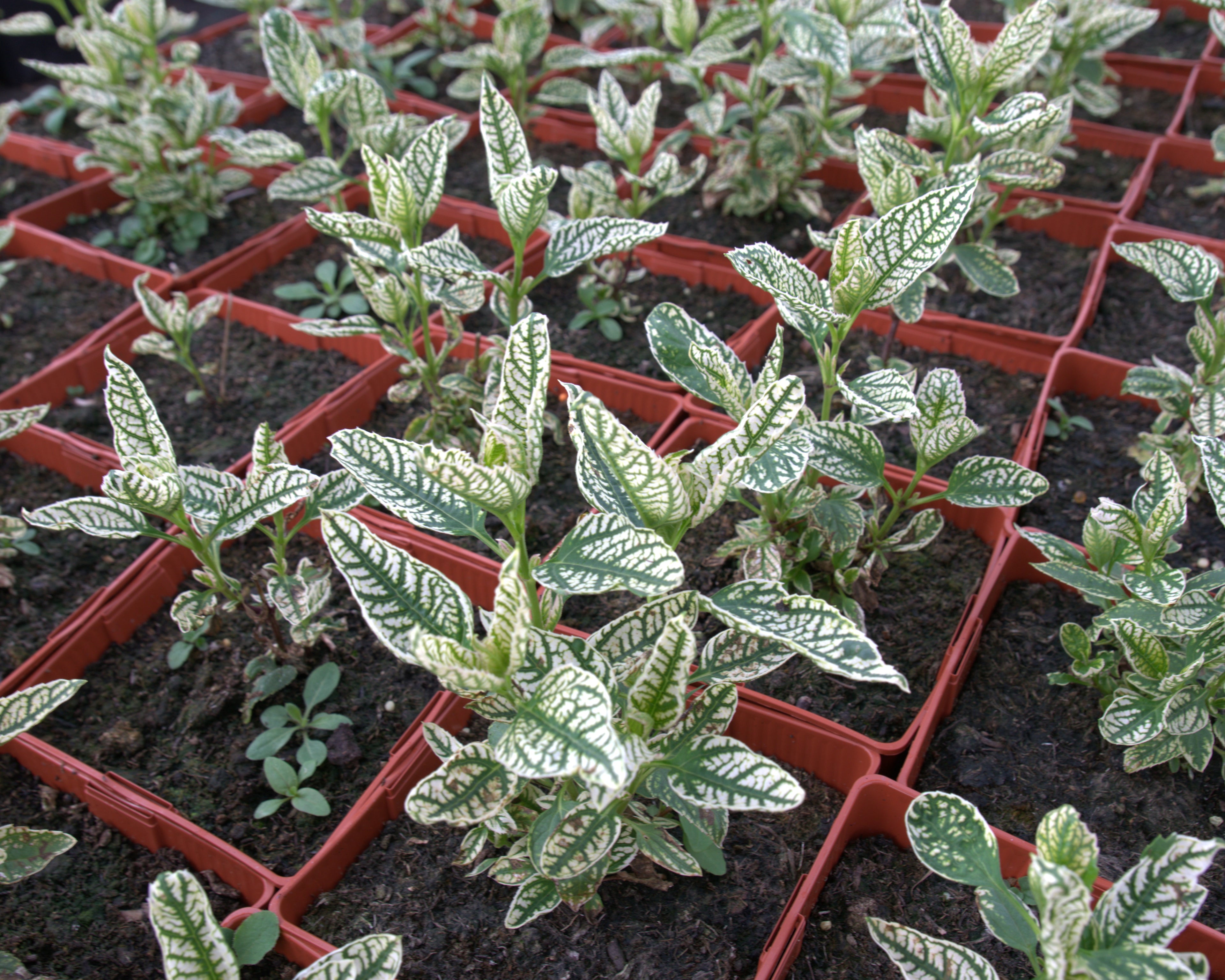 Päikesesilm 'Loraine Sunshine'