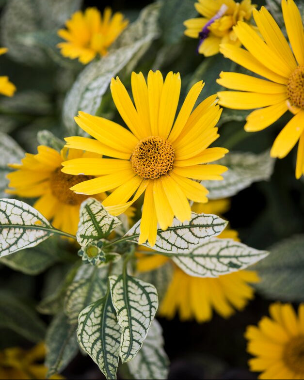 Päikesesilm 'Loraine Sunshine'