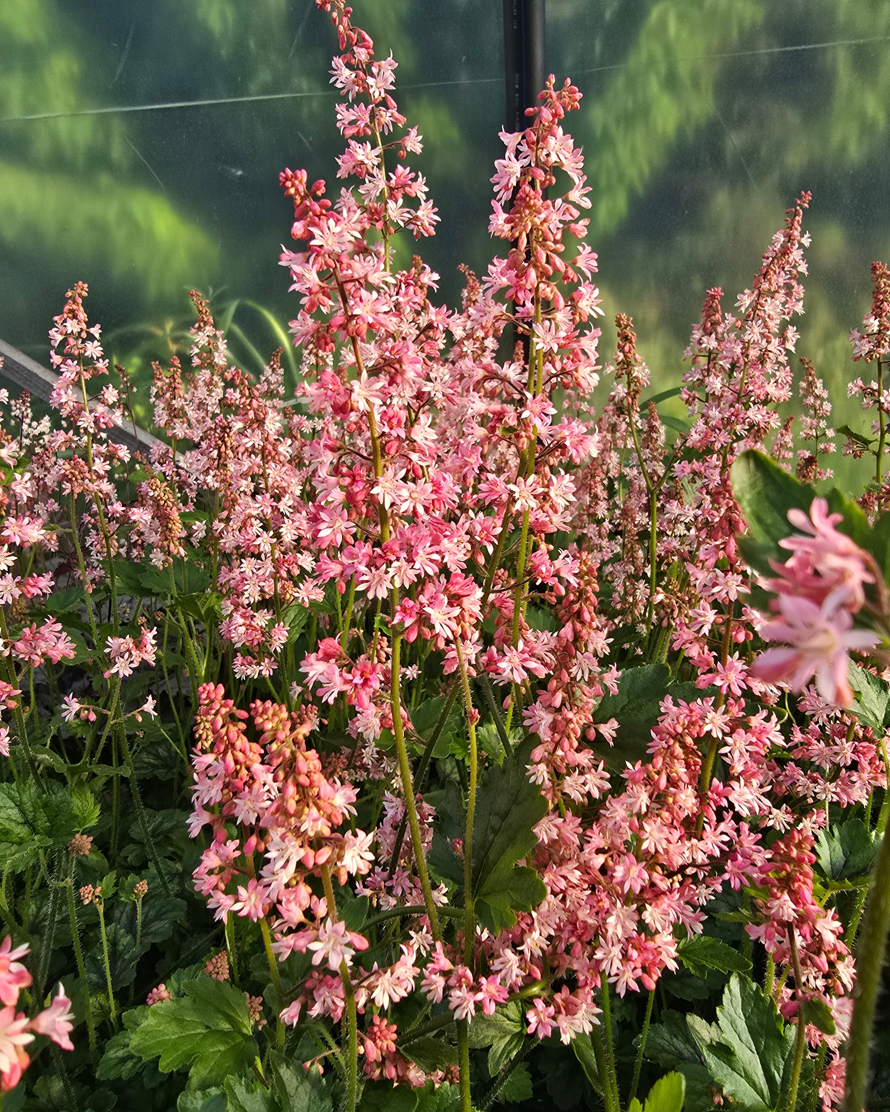 Pisipööris 'Pink Revolution'