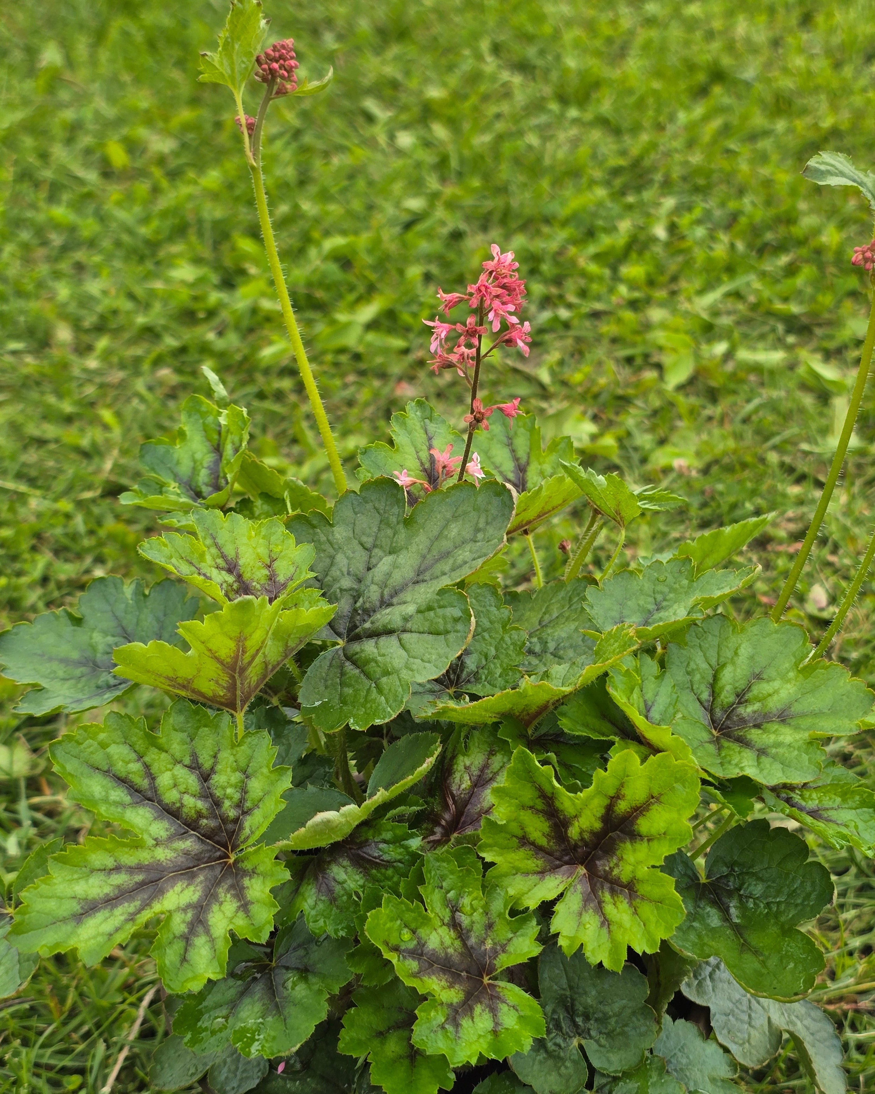 Pisipööris 'Pink Revolution'