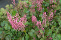 Pisipööris 'Pink Revolution'
