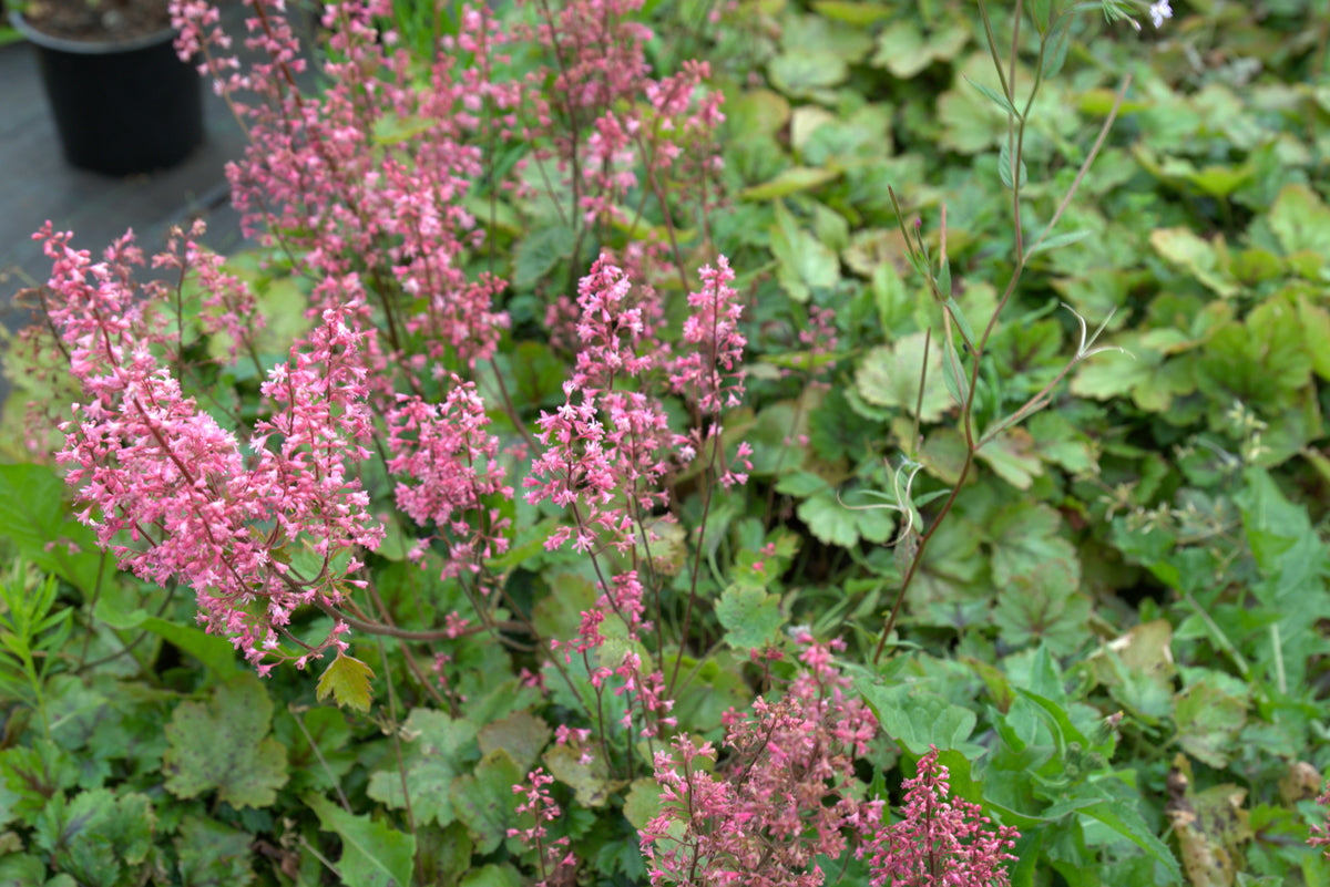 Pisipööris 'Pink Revolution'