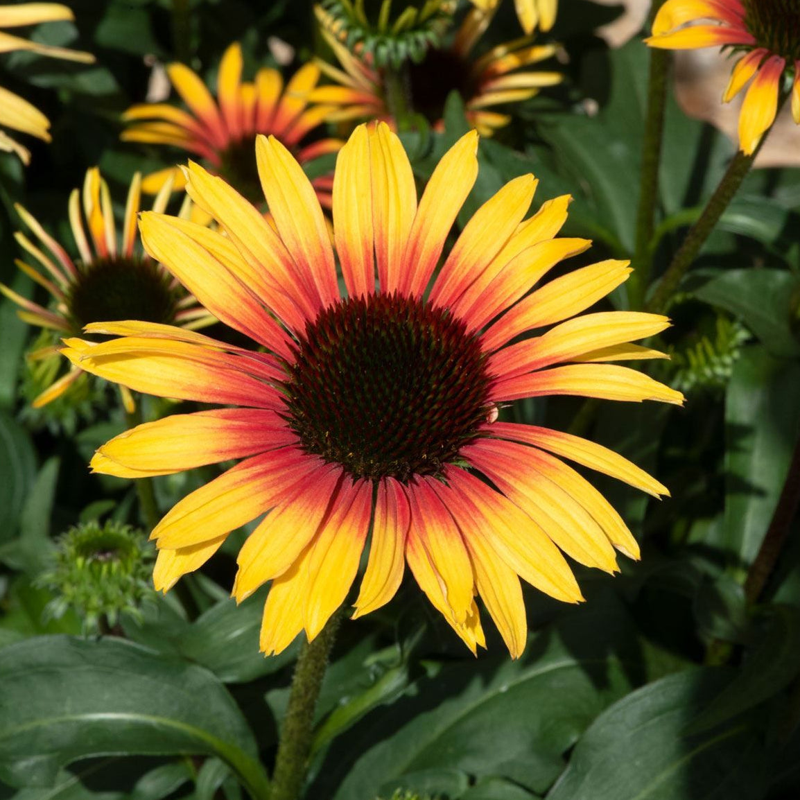 Punane siilkübar 'Sombrero Special Yellow Red'