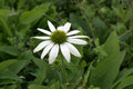 Punane siilkübar 'Pearl White'