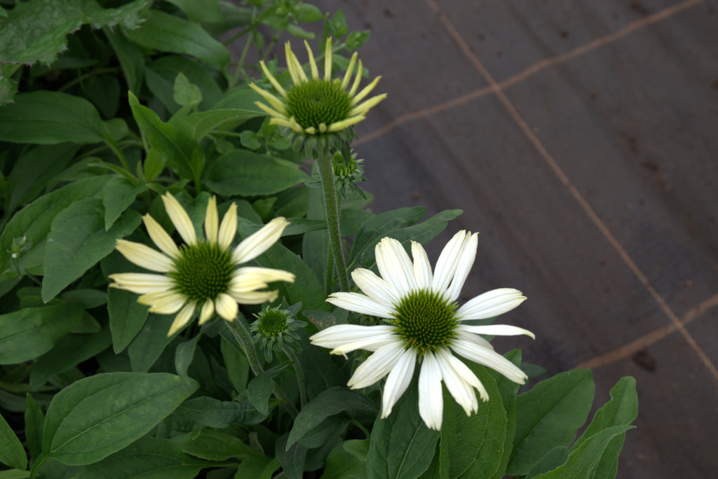 Punane siilkübar 'Pearl White'