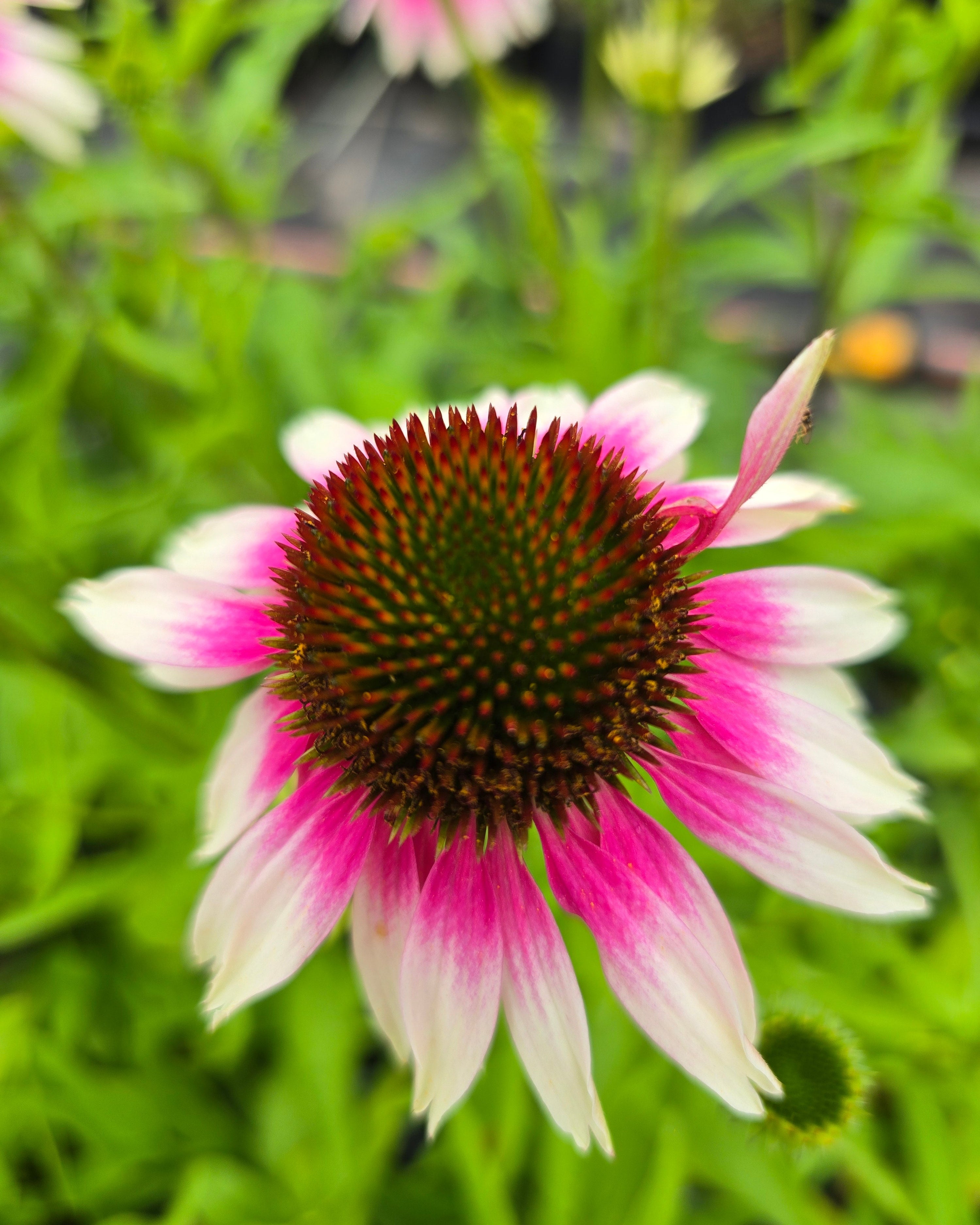 Punane siilkübar 'Sombrero Special White Purple'