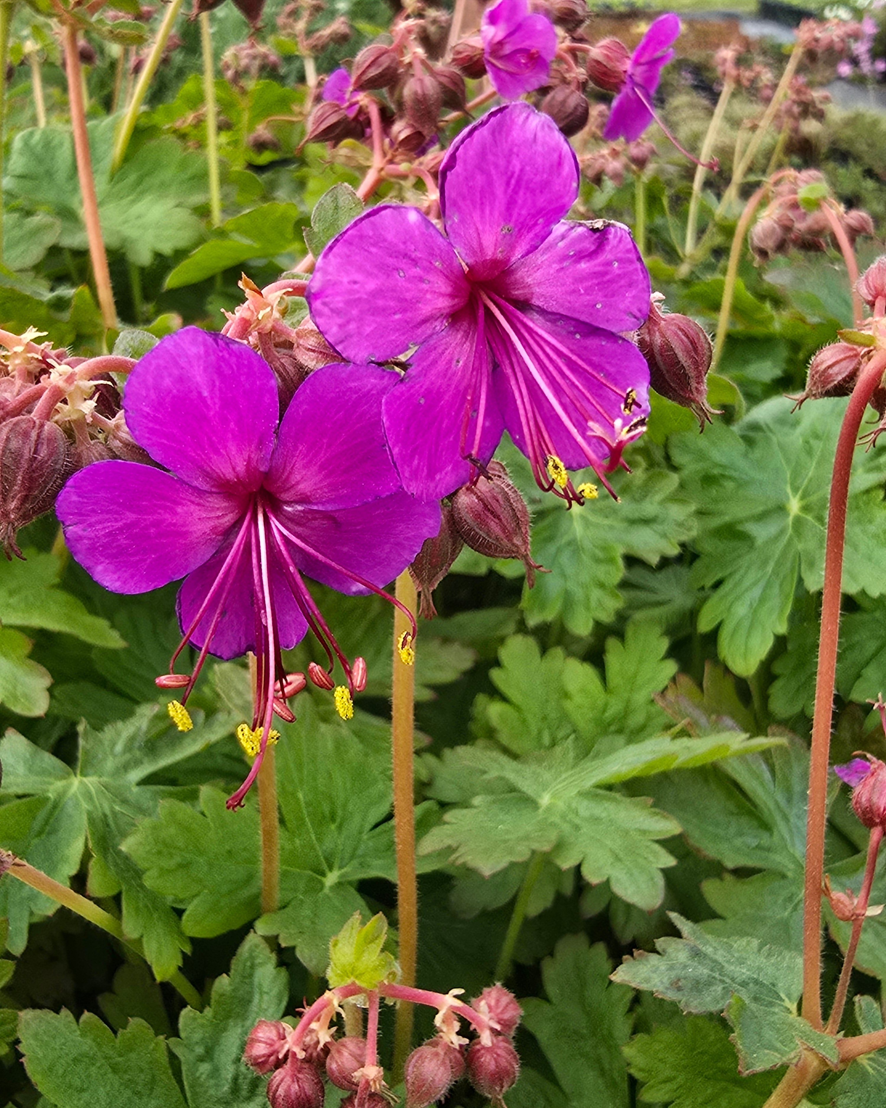 Risoomikas kurereha 'Czakor'