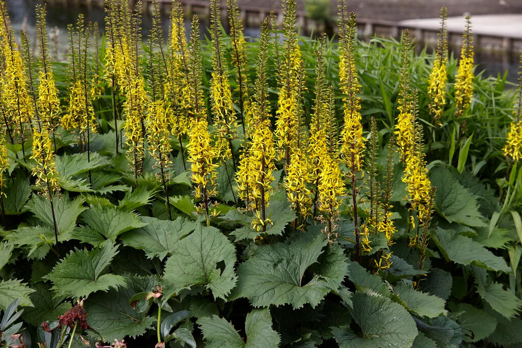 Sale kobarpea 'Little Rocket'