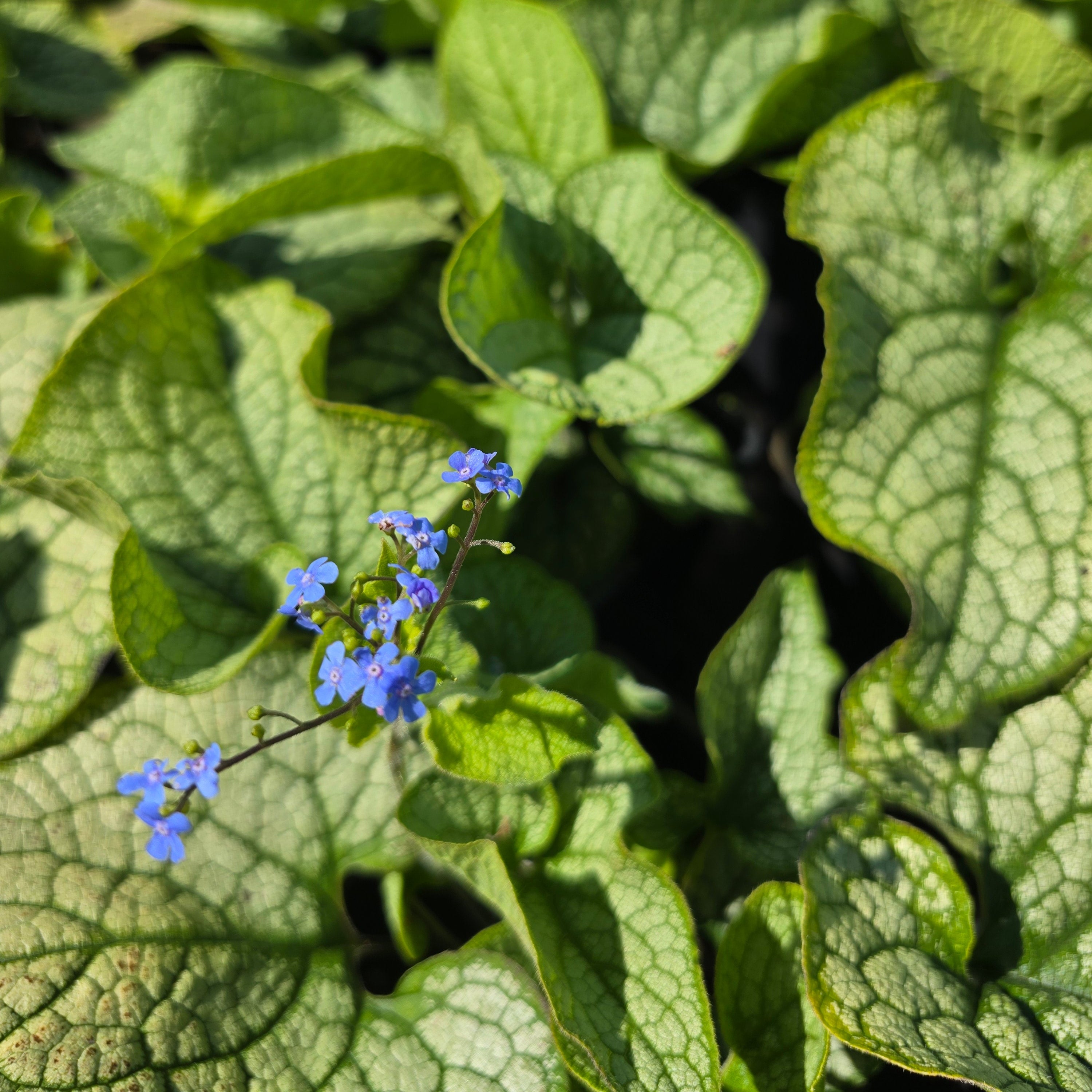 Suurelehine brunnera 'Mega Heart'