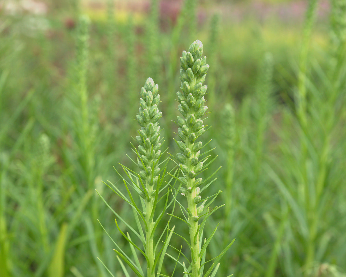 Tähkjas liatris 'Floristan White'