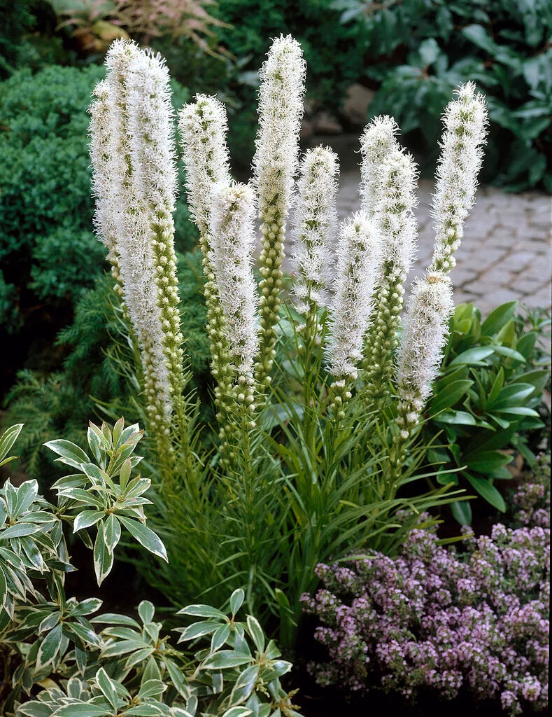 Tähkjas liatris 'Floristan White'