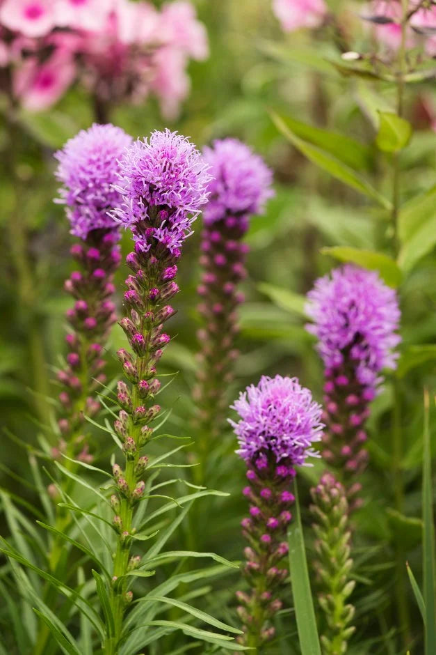 Tähkjas liatris 'Kobold'
