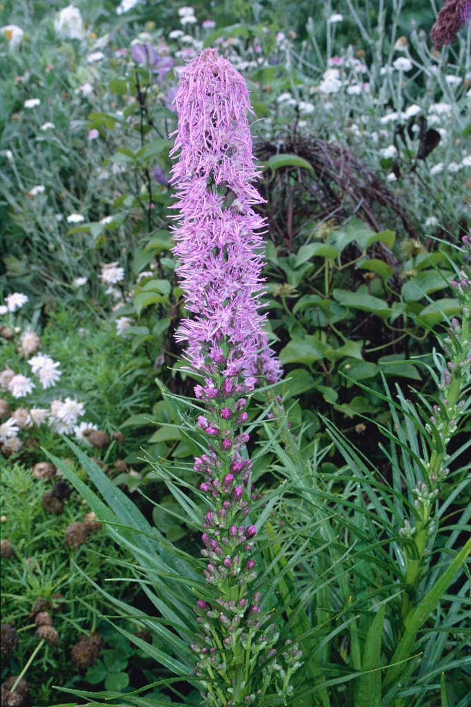 Tähkjas liatris 'Kobold'