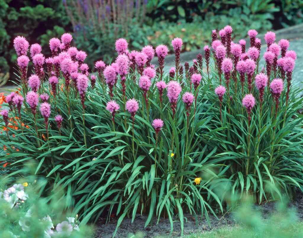 Tähkjas liatris 'Kobold'