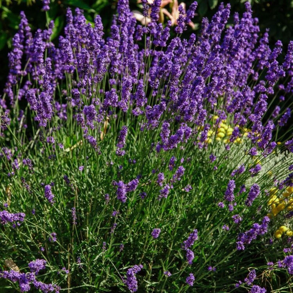 Tähklavendel 'Hidcote'