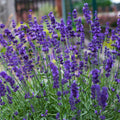 Tähklavendel 'Hidcote'