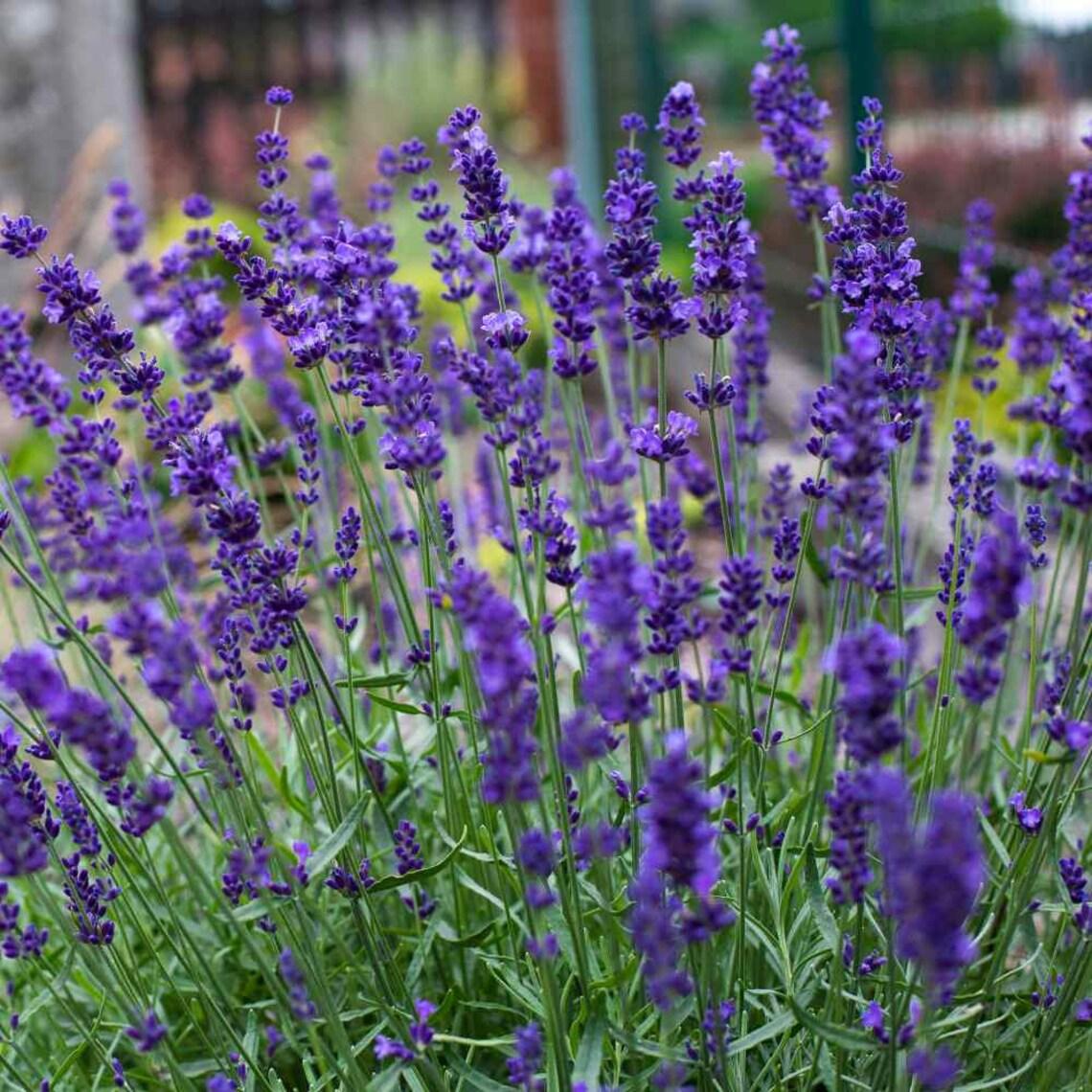 Tähklavendel 'Hidcote'