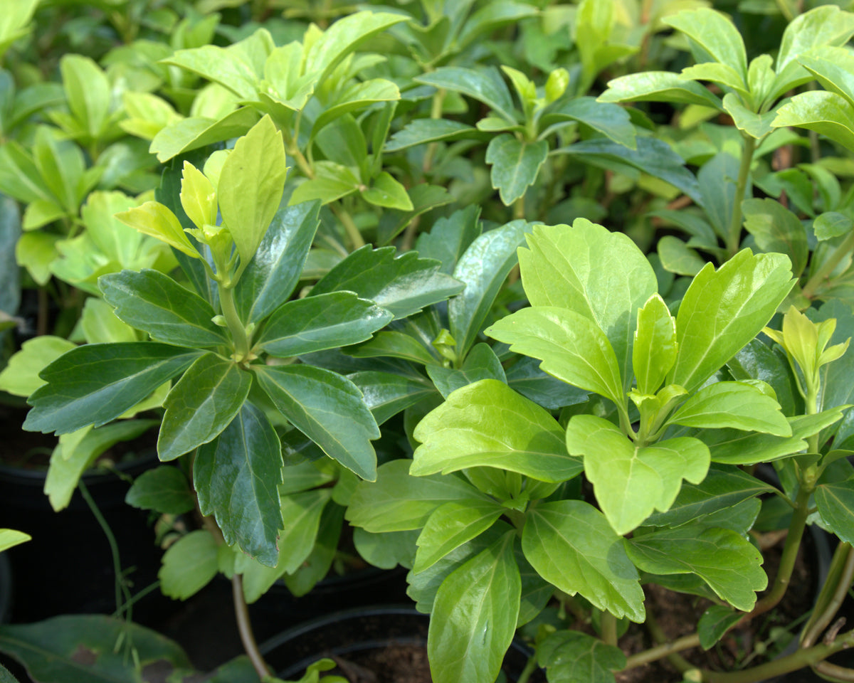 Tipmine puksrohi 'Green Carpet'