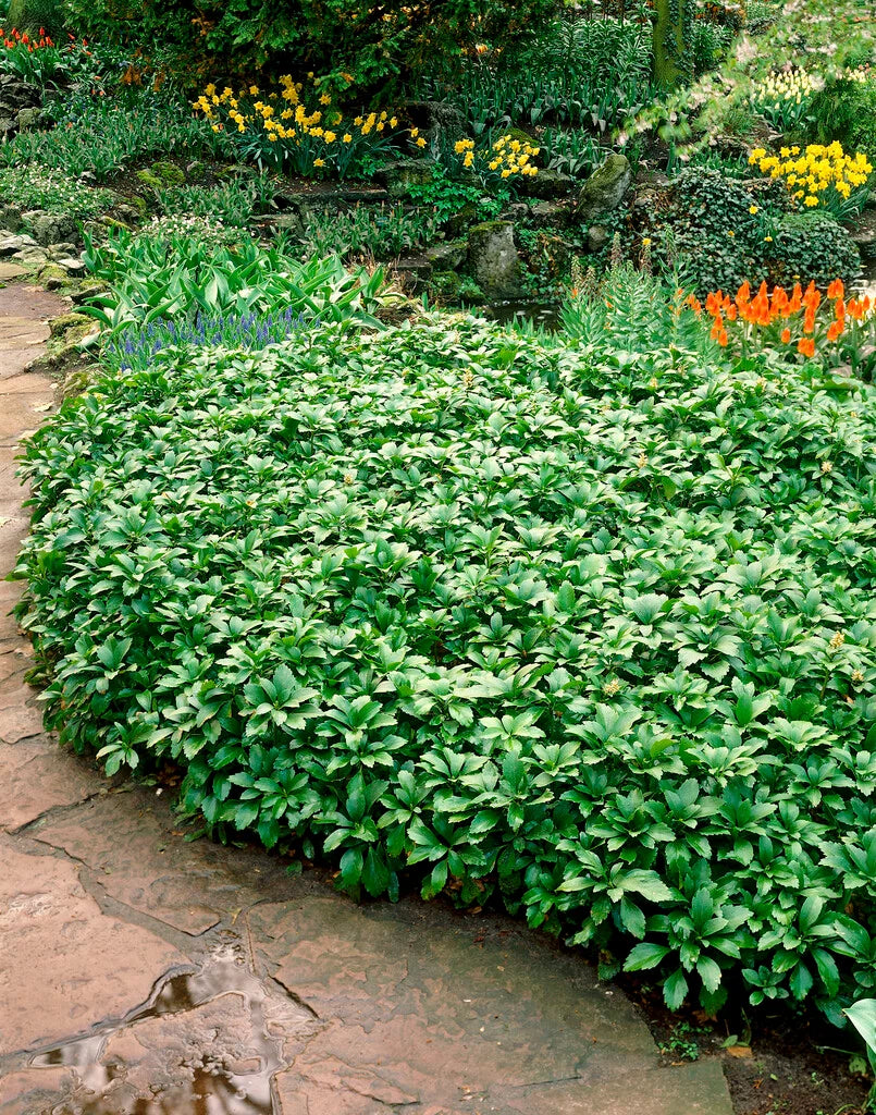 Tipmine puksrohi 'Green Carpet'