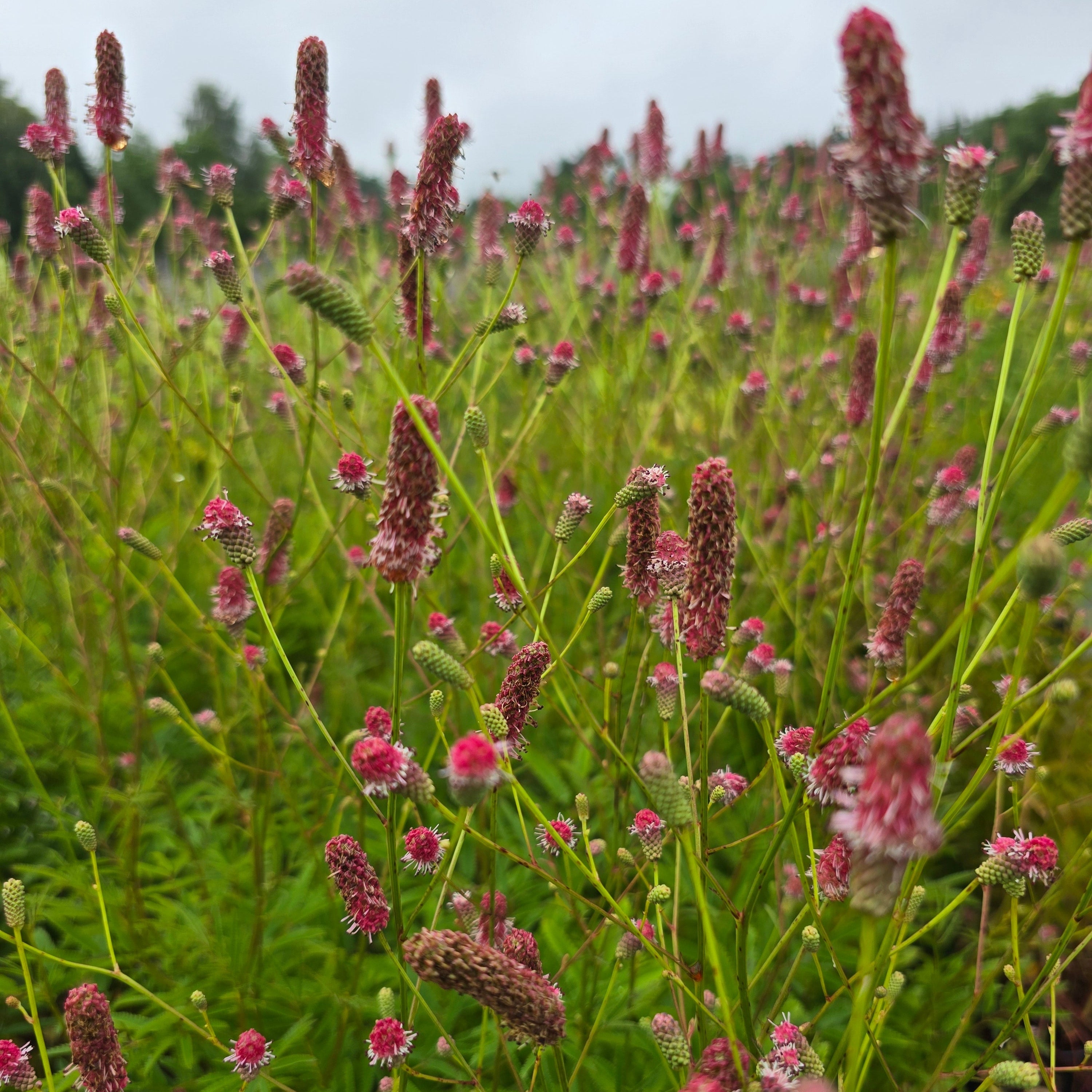 Ürt-punanupp 'Pink Tanna'