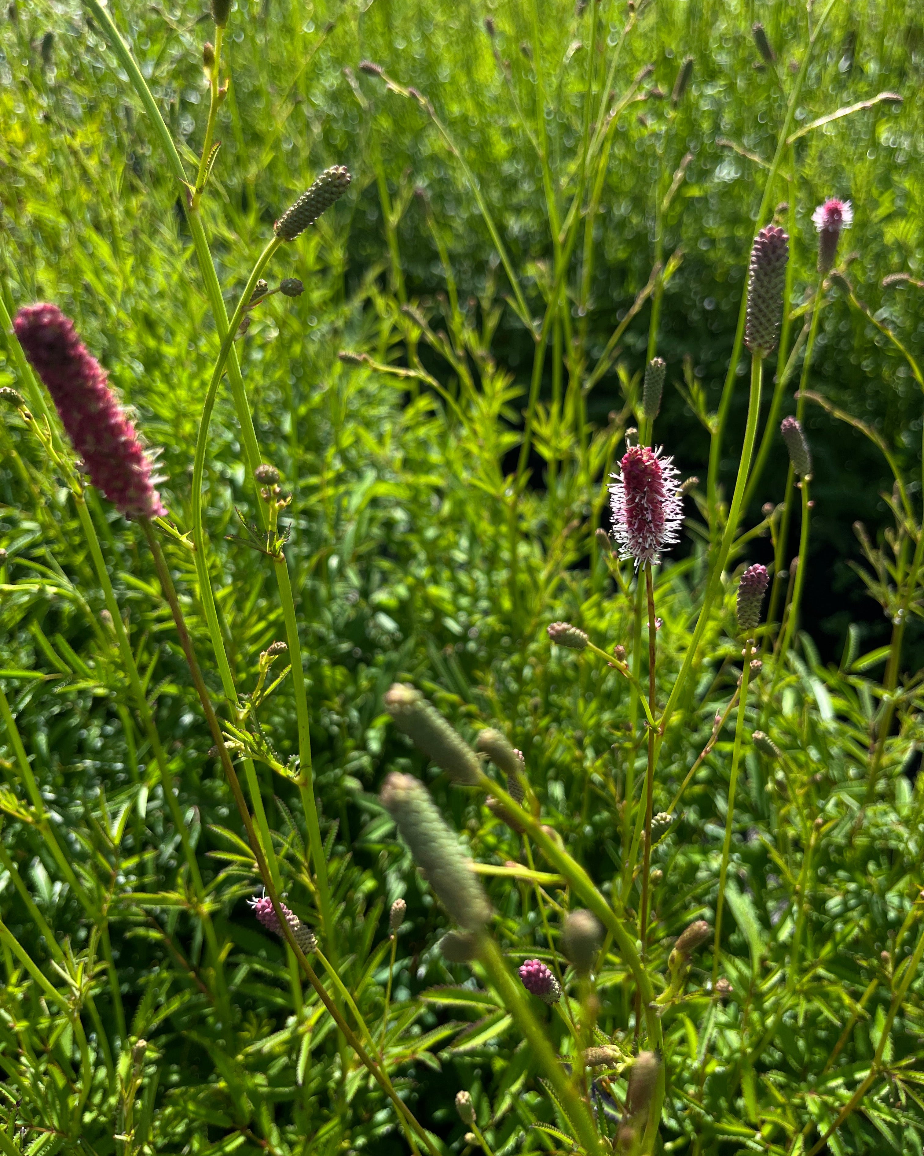 Ürt-punanupp 'Pink Tanna'
