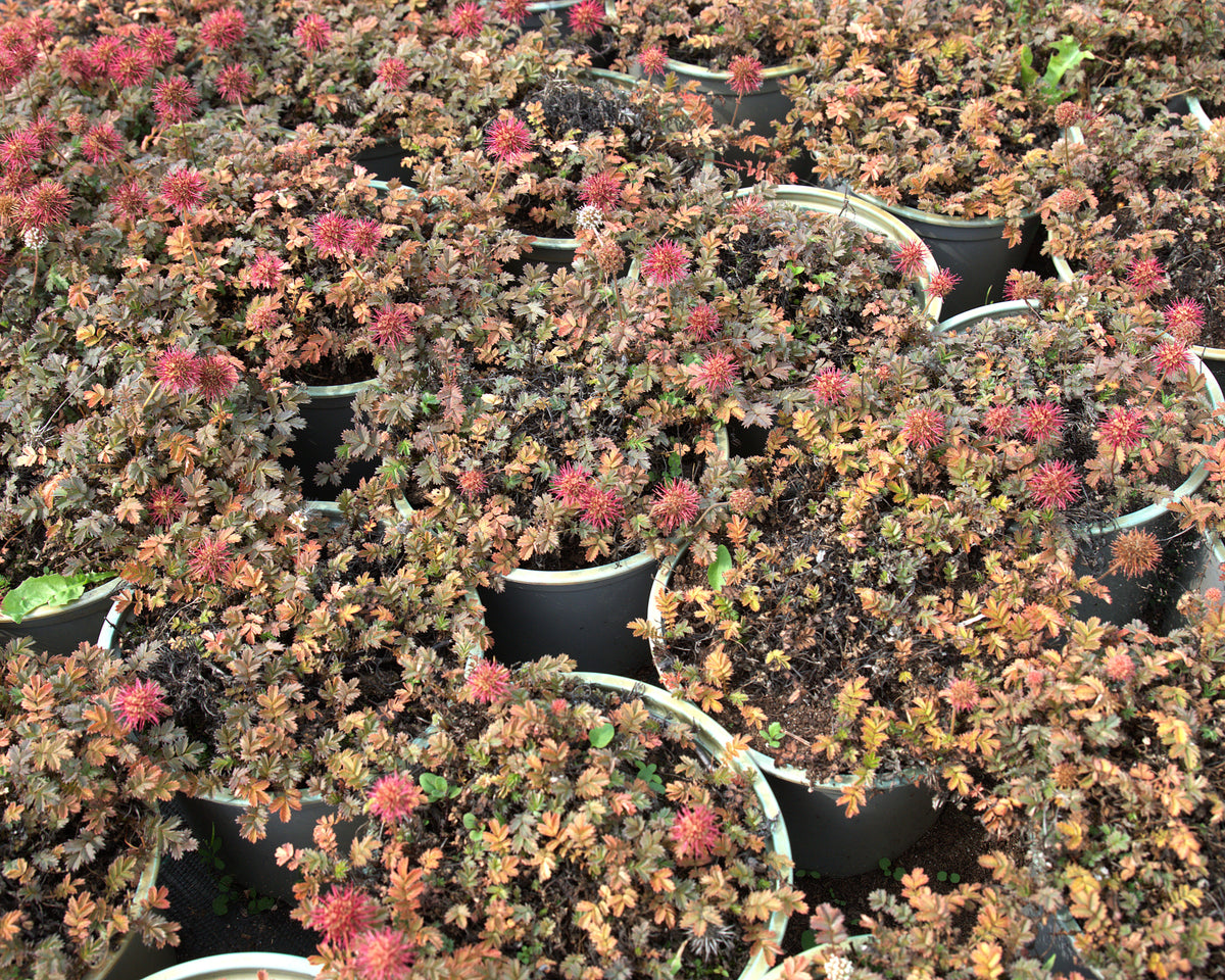 Väikeselehine oganupp 'Kupferteppich'