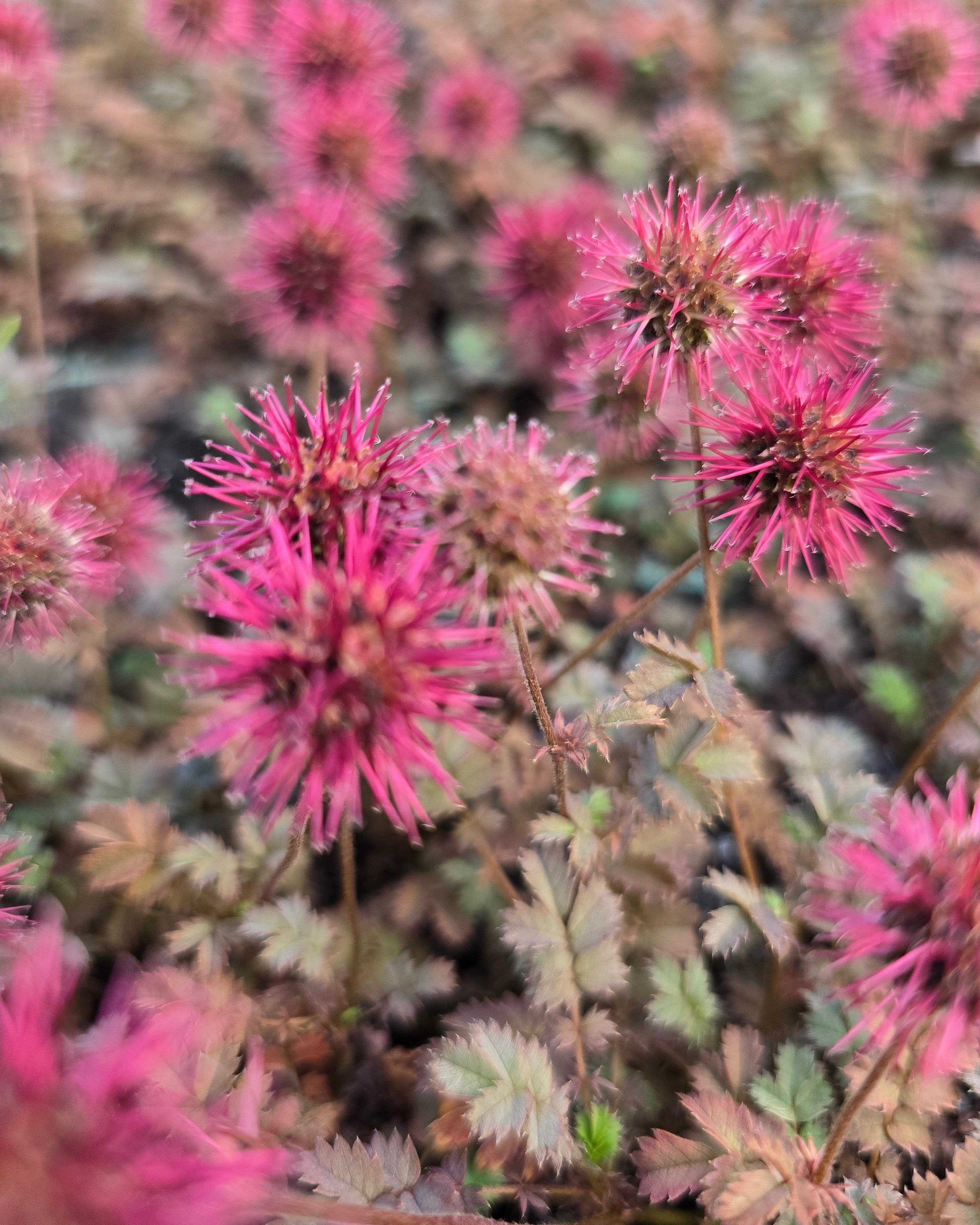 Väikeselehine oganupp 'Kupferteppich'