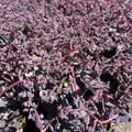 Verev kikkahari Seduction 'Cherry Chocolate'