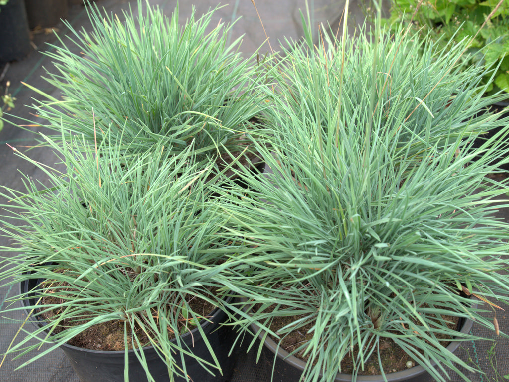 Vesihaljas haguhein 'Coolio'