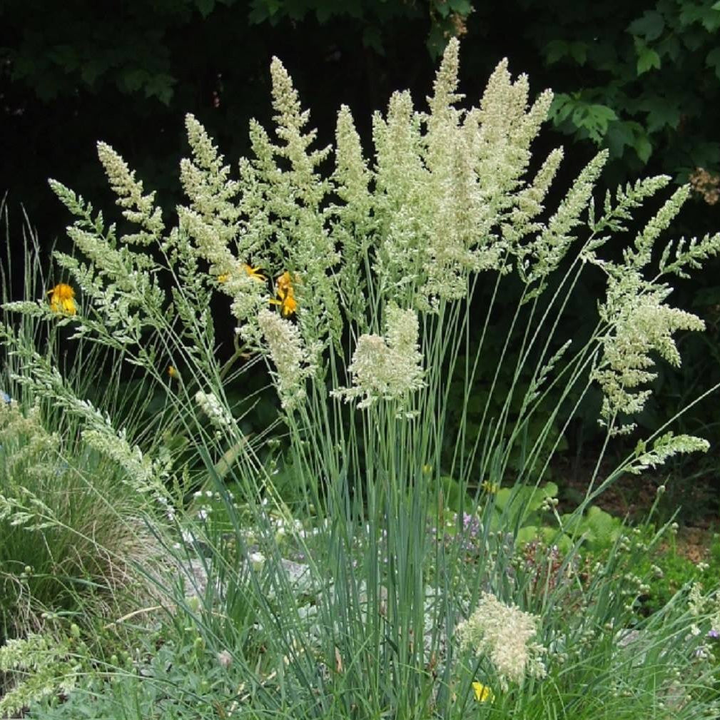 Vesihaljas haguhein 'Coolio'