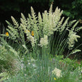 Vesihaljas haguhein 'Coolio'